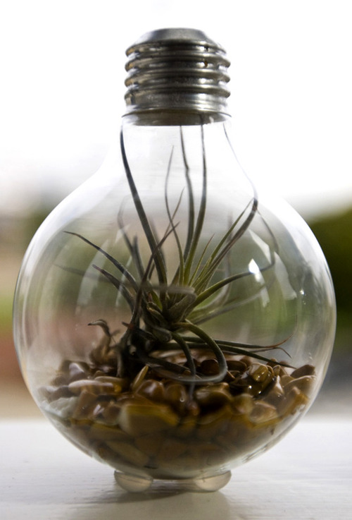 A succulant in a reused lightbulb